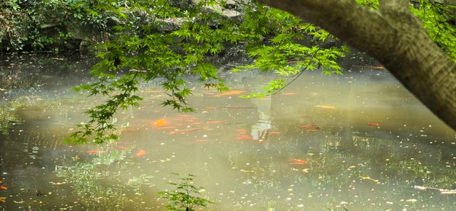 虎跑公園—隱於西湖畔嘅「天下第三泉」