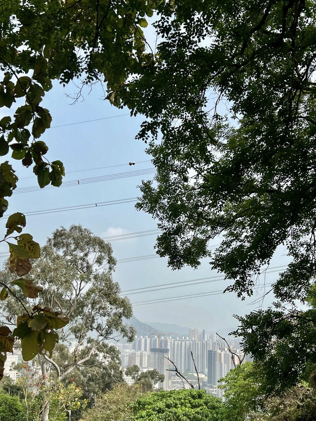 屯門舊日風景：從蝴蝶灣到青山寺的時間散步