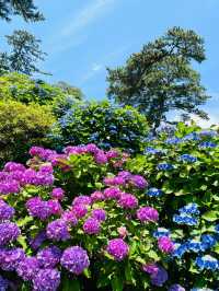 小田原城 | 繡球花與古城的浪漫邂逅