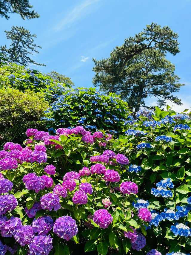 小田原城 | 繡球花與古城的浪漫邂逅