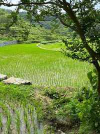 西安週末2h享受療癒·朱䴉小村