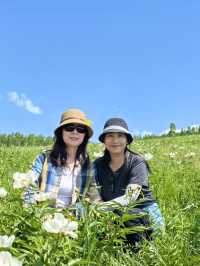 呼倫貝爾寶藏玩法：芍藥花海你看過嗎？