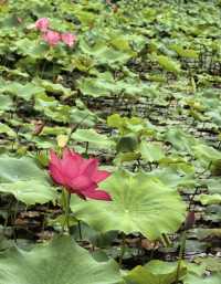 攀枝花夏日限定！探索荷花池邊的罕見双色蓮秘境🌺