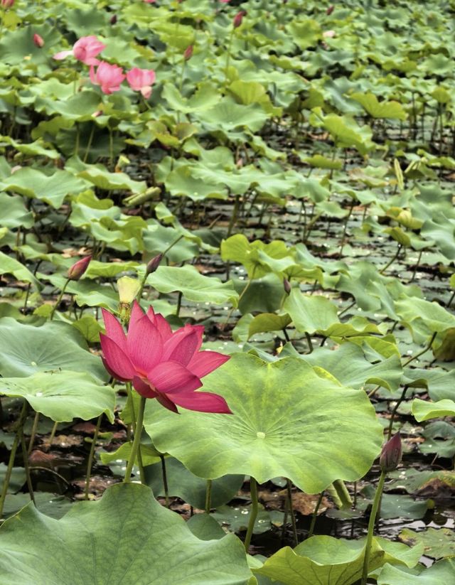 攀枝花夏日限定！探索荷花池邊的罕見双色蓮秘境🌺