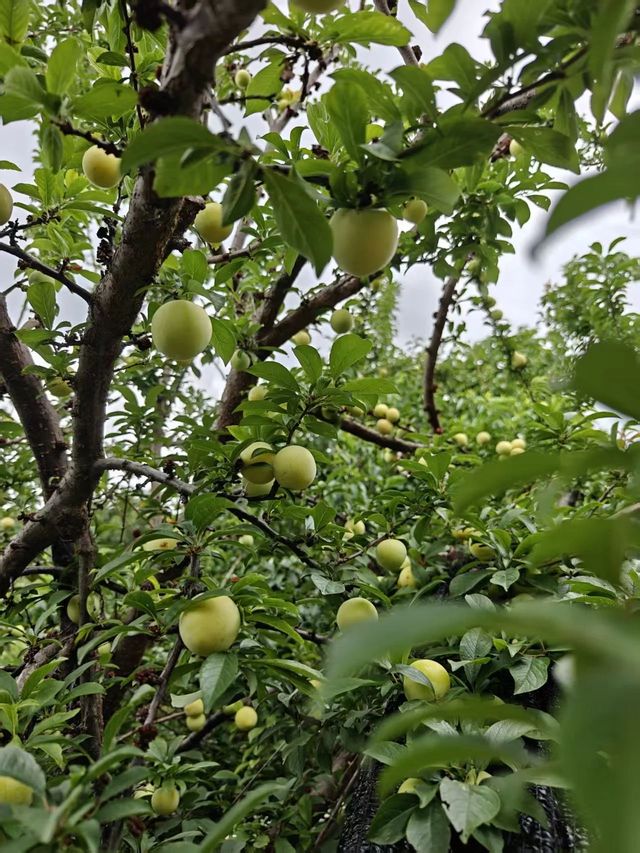 大理菌子山野之旅，開鑼啦！