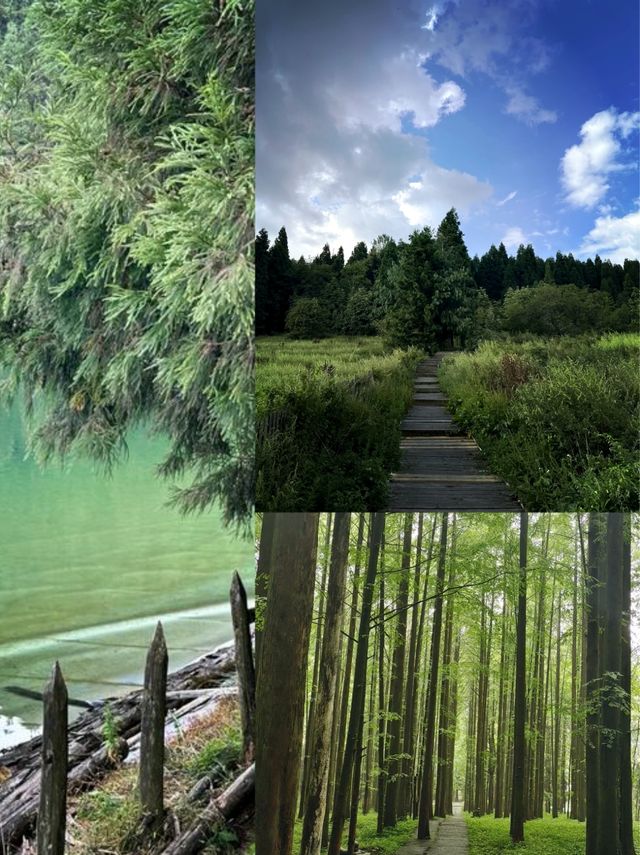 重慶森林氧吧！武陵山20℃避暑仙境 重慶周邊遊頂配攻略來
