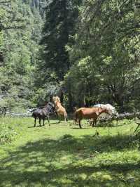 West Sichuan - Tibetan Grasslands 