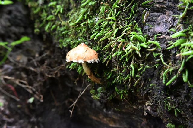 打開鏡頭,蘑菇登場 打開鏡頭,蘑菇登場