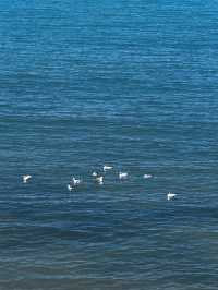青海湖遊玩全攻略