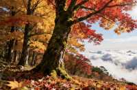 井岡山秋遊碎碎唸：紅土地的秋天比想像中好睇得多