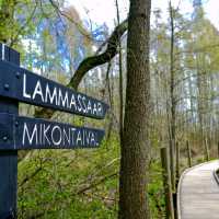 🌿 Lammassaari: Where Helsinki Meets the Swamplands