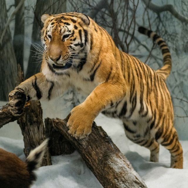 🦌 Helsinki Natural History Museum – Life-Like Animals in Every Corner