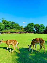 南京長生鹿苑攻略：免費進園+出片技巧，治癒感拉滿