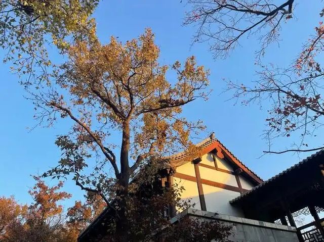 長安秋色｜在洛陽遇見最詩意的漢唐盛世