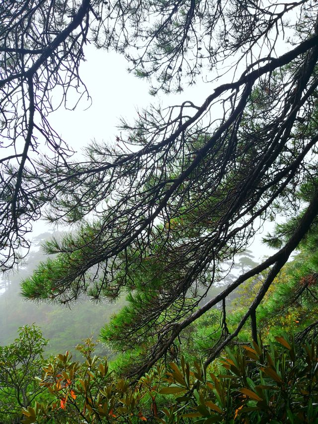 我看到的三清山
