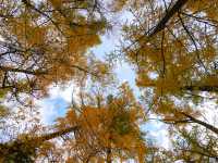 喀納斯河畔：秋日色彩的絕美盛宴