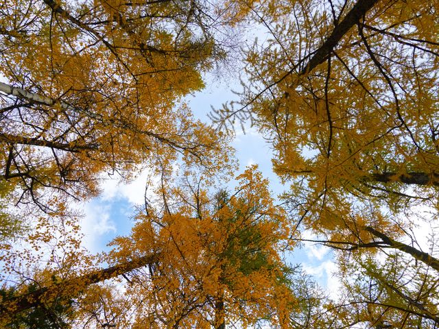 喀納斯河畔：秋日色彩的絕美盛宴