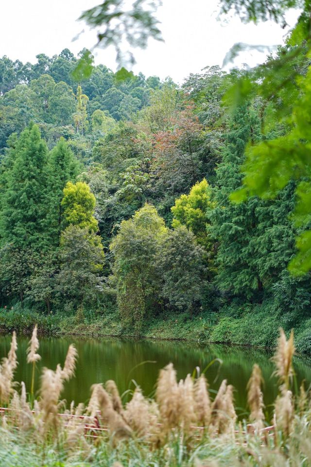 樂山必打卡綠心公園