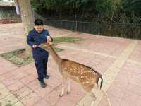 #濟南野生動物世界｜與梅花鹿0距離貼貼攻略 自駕+步行雙體驗！保姆級攻略收好！ 濟南野生動物園