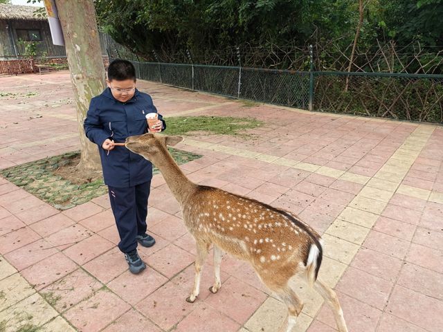 #濟南野生動物世界｜與梅花鹿0距離貼貼攻略 自駕+步行雙體驗！保姆級攻略收好！ 濟南野生動物園
