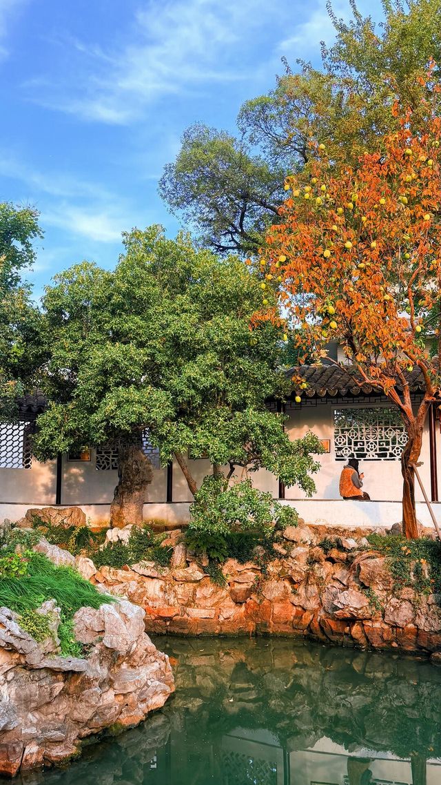 蘇州的秋天|在怡園的桂花香裡,撞見江南最溫柔的時刻 蘇州的秋天|在怡園的桂花香裡,撞見江南最溫柔的時刻