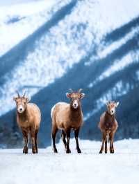 乘纜車看雪山！班夫冬季3日小團贈景點門票