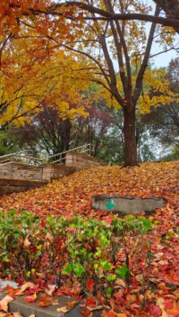 這裡秋風醉紅楓