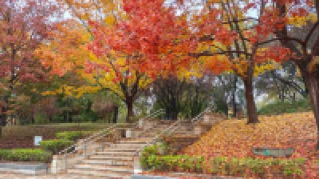 這裡秋風醉紅楓