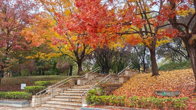 這裡秋風醉紅楓 這裡秋風醉紅楓