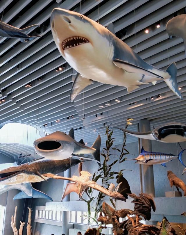 上海自然博物館 | 會呼吸的綠螺,超震撼的自然世界! 上海自然博物館 | 會呼吸的綠螺,超震撼的自然世界!