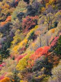 秋日松坪溝賞楓全攻略