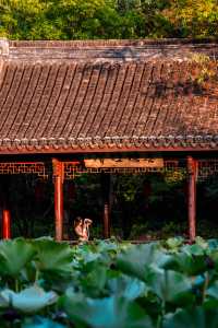 初見彼岸花，竟在諸暨浦陽江畔的沿江棧道旁