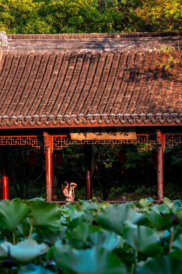 初見彼岸花，竟在諸暨浦陽江畔的沿江棧道旁