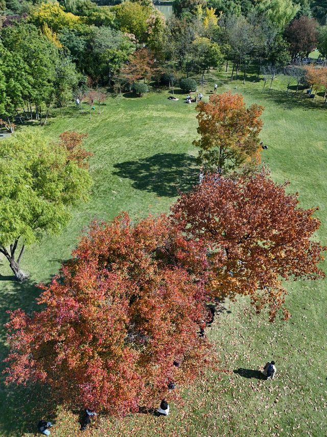 連雲港20分鐘秋景暴擊！逛個公園就闖進油畫裡
