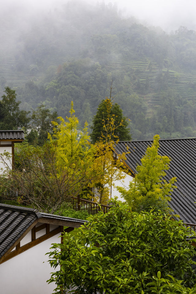 秋假躲進雅安三天兩晚 秋假躲進雅安三天兩晚