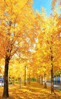 魔都上海的深秋初冬美到窒息徒步拍照聖地機位全公開!