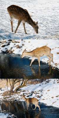 零下40℃的童話秘境!阿爾山四天三夜保姆級攻略,刷到就是賺到