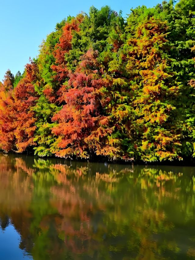 墜入油畫世界明孝陵落羽杉美到封神了