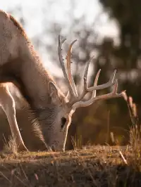 鹽城丨朋友都以為我去了肯尼亞