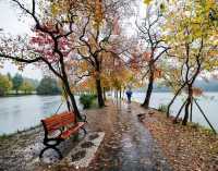 獨享絕美秋景!南京植物園月牙堤紅葉雨景打卡攻略
