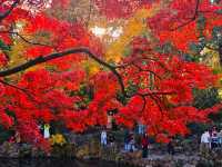 12月初實探｜無錫惠山古鎮，邂逅一場盛大的江南深秋