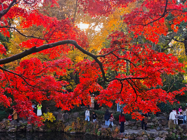 12月初實探｜無錫惠山古鎮，邂逅一場盛大的江南深秋