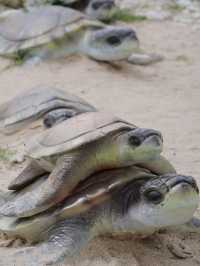 西島慢旅:讓時光隨浪輕淌
在西島,時間是奔湧的浪,人是灘上的沙。潮漲時捲走一身焦慮,潮退時留下滿