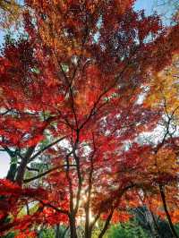 蘇州園林秋景美如畫一秒穿越古代當住園主人