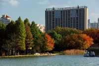 世紀公園秋色漸濃，銀杏大道金黃醉人