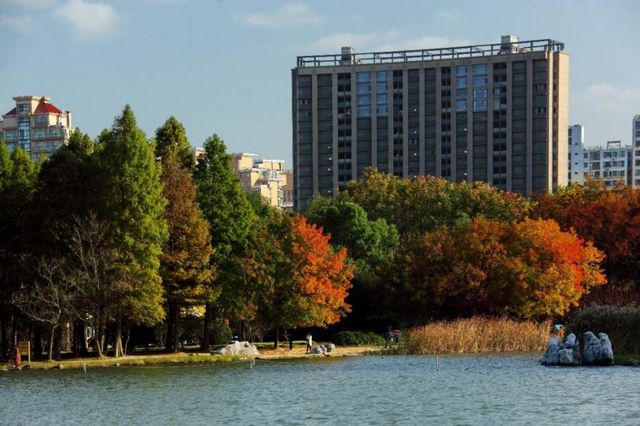 世紀公園秋色漸濃，銀杏大道金黃醉人