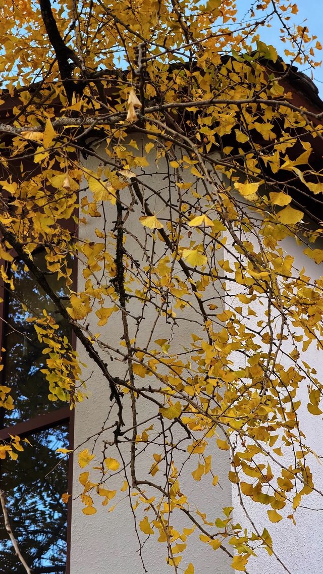 銀杏樹下慢時光,德化丁榮村 銀杏樹下慢時光,德化丁榮村