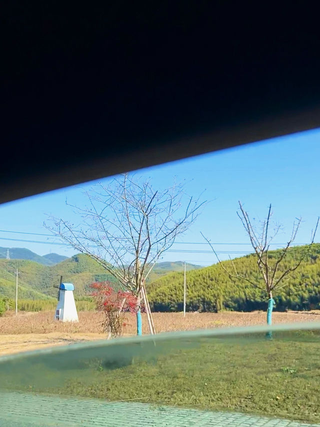 古寺，千年銀杏