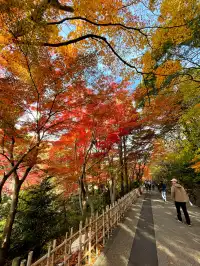 名古屋紅葉 東山植物園2025.11.27