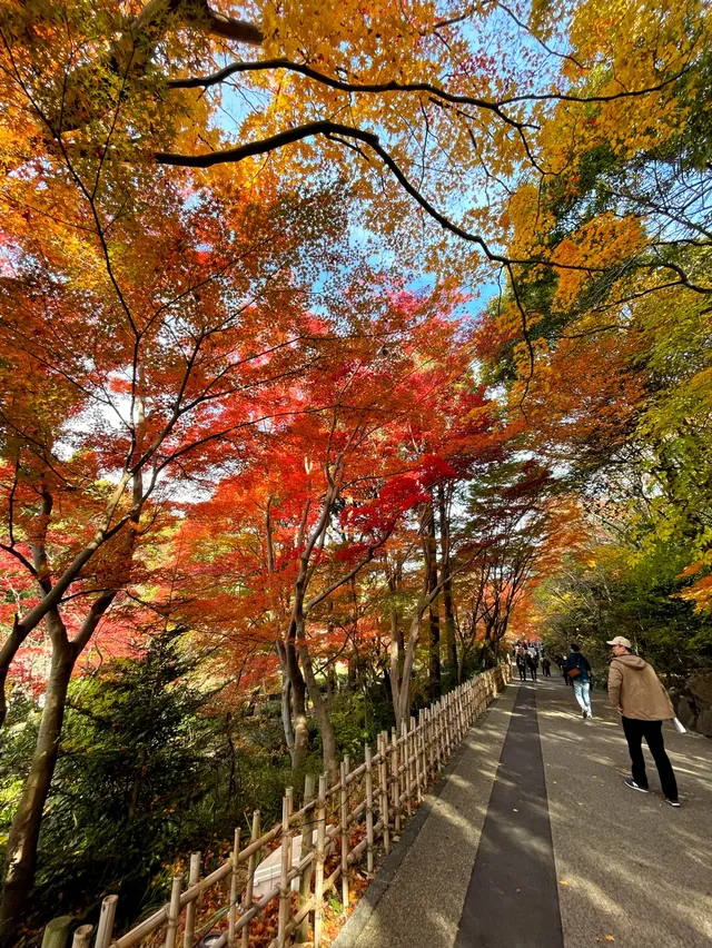 名古屋紅葉 東山植物園2025.11.27 名古屋紅葉 東山植物園2025.11.27